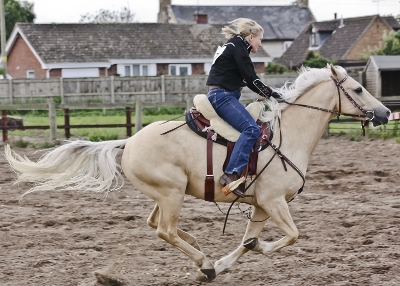 Quarter Horse cross Welsh Cob, Sun King